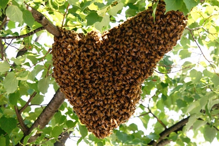 मधुमक्खियों ने ली वृद्ध की जान