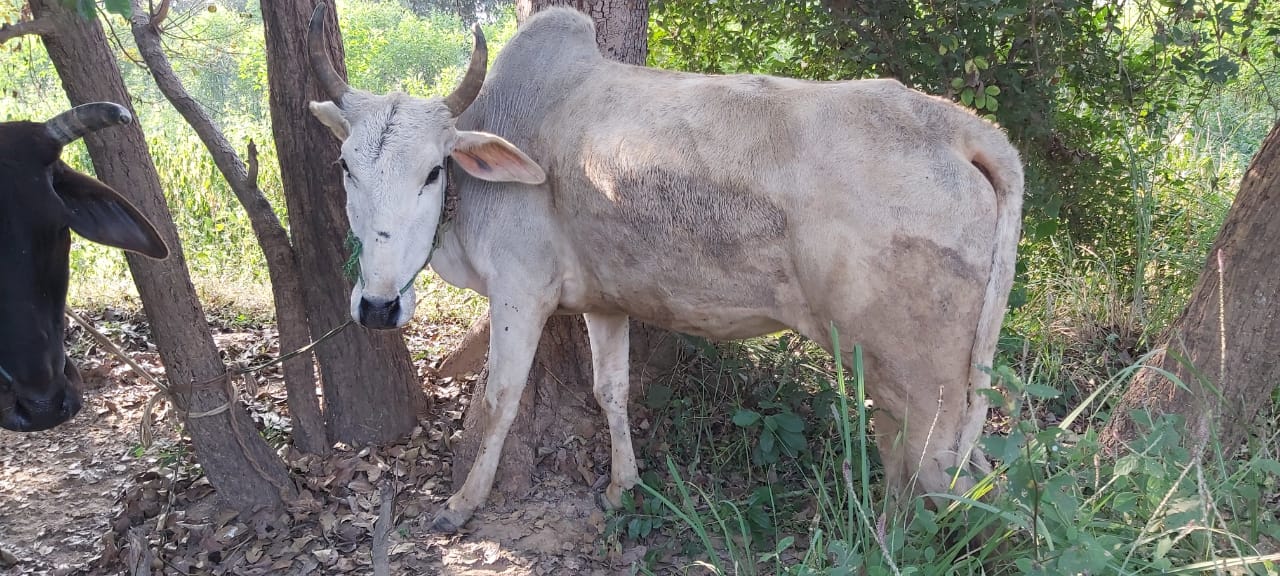 बध हेतु जा रहे तीन बैल बरामद,दो तस्कर गिरफ्तार