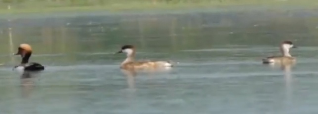 आमद ! गिरते तापमान के बीच प्रवासी पक्षियों ने दी दस्तक