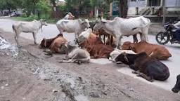 छुट्टा पशु !  बने किसानों के जी का जंजाल, प्रदेश सरकार को चुकानी पड़ेगी भारी कीमत