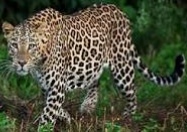 तेंदुआ ! फैक्ट्री में घुसने से छुट्टी हुई घोषित