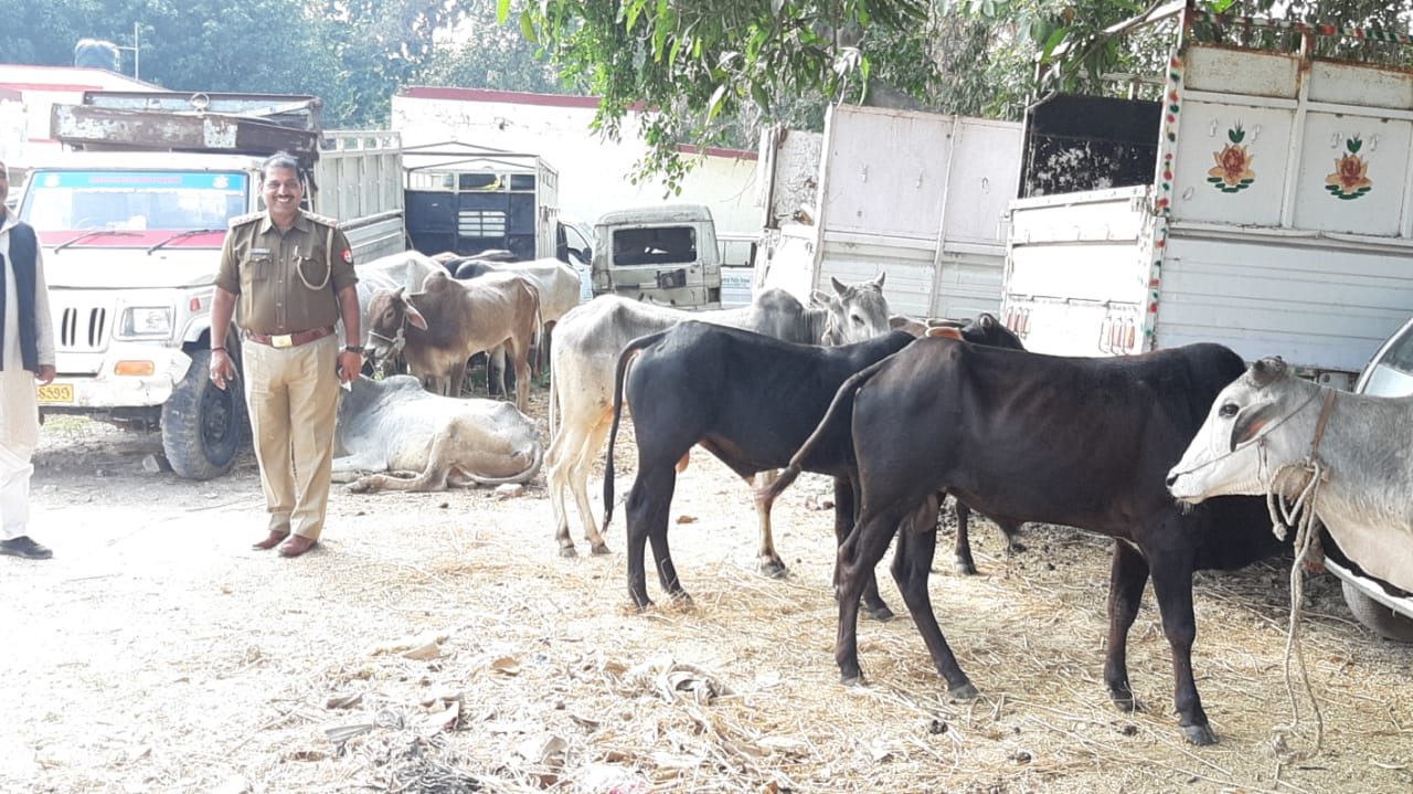 अंतर्राज्यीय तीन गो तस्कर गिरफ्तार, 17 गोवंशीय पशु बरामद