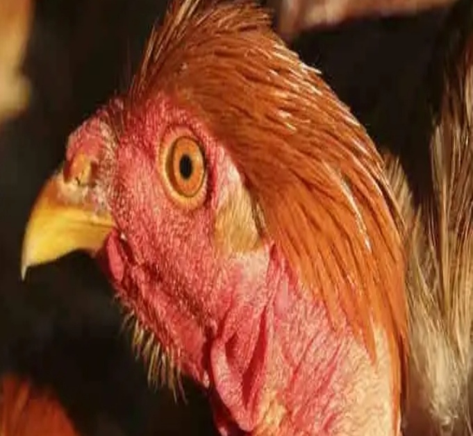 बर्ड फ्लू ! एक बार फिर दस्तक की तैयारी में