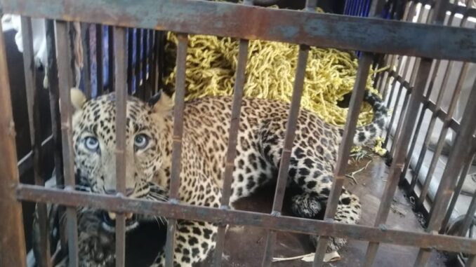 जाल तोड़कर फरार तेंदुआ आया गिरफ्त में, ड्रोन से मिली थी तस्वीर , शक्करपुर में लाव लश्कर संग अफसरों का रहा जमावड़ा ट्रेंकुलाइज