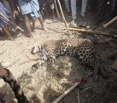 तेंदुए ने किया घायल, ग्रामीणों ने घेरकर मारा