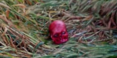 खेतों की रखवाली कर रहे दो किसानों की बाघ ने ली जान