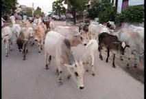 बेसहारा छुट्टा पशु बने खेती में बाधक