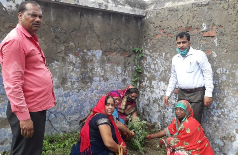 गर्भवती और कुपोषित बच्चों के लिए सहजन सबसे उपयुक्त पोषाहार