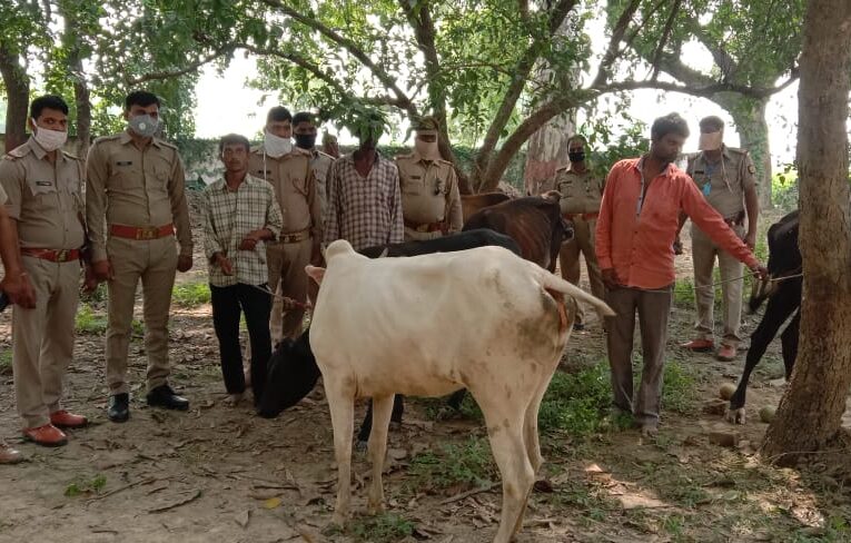 पांच गो वंशीय पशुओं के साथ तीन अभियुक्त गिरफ्तार