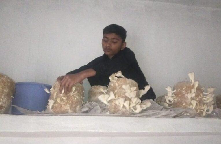 मशरूम की लाभकारी खेती, बिना खेत के खेती कर 17 वर्षीय छात्र हिमांशु बने किसान