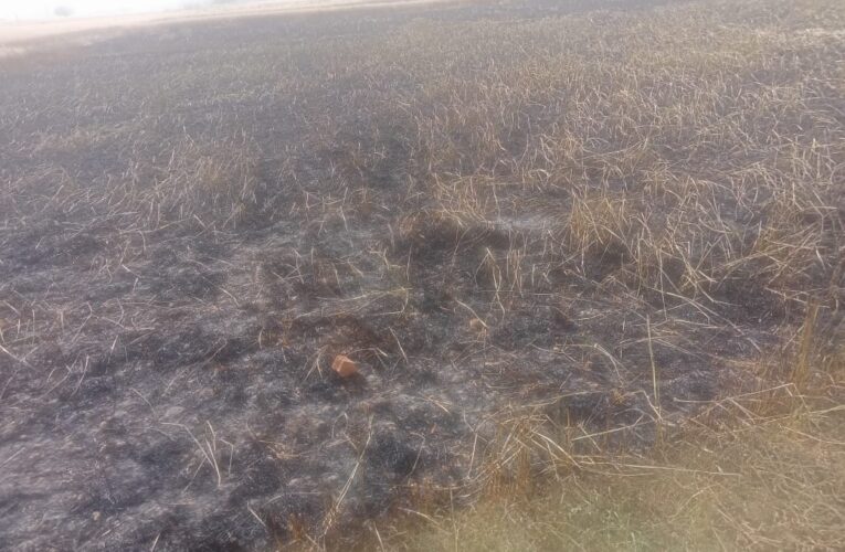 विद्युत तार से निकली चिंगारी ने गेहूँ की फसल को किया खाक