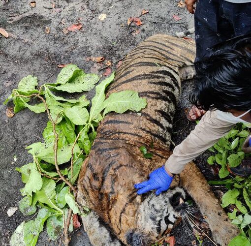 मृत बाघिन की हर स्तर से होगी जांच