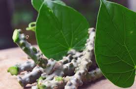 वायरल फीवर से निपटने हेतु आयुष विभाग ने कसी कमर