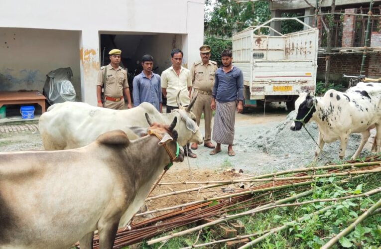 तीन गाय और पिकअप संग तीन पशु तस्कर गिरफ्तार