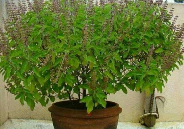 तुलसी पूजन दिवस आज