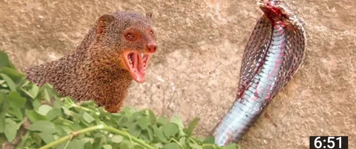 सांप नेवले की अधूरी प्रतियोगिता