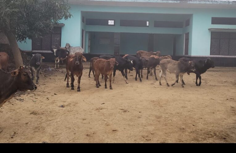 छुट्टा पशुओं से बर्बाद हो रही खेतों की फसल