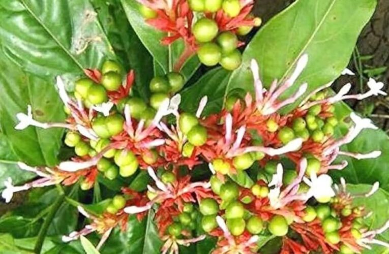 औषधीय पौधारोपण हेतु नर्सरी तैयार 