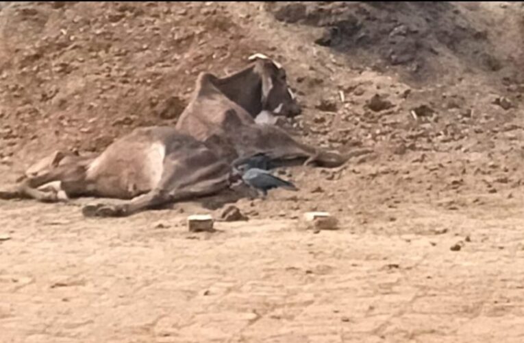 गो आश्रय केन्द्र के गोबर के ढेर में दफनाए मिले गो वंशों के शव 