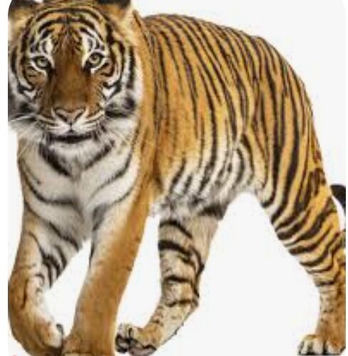 बाघ के हमले से,खेत में गन्ना काट रहे किसान की मौत