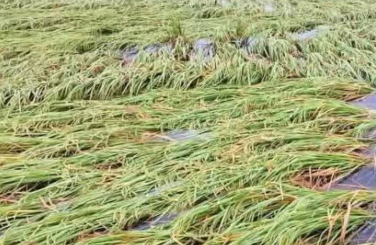 बे मौसम बारिश से फसलों पर आया संकट, खेतों से खलिहान तक नुकसान 