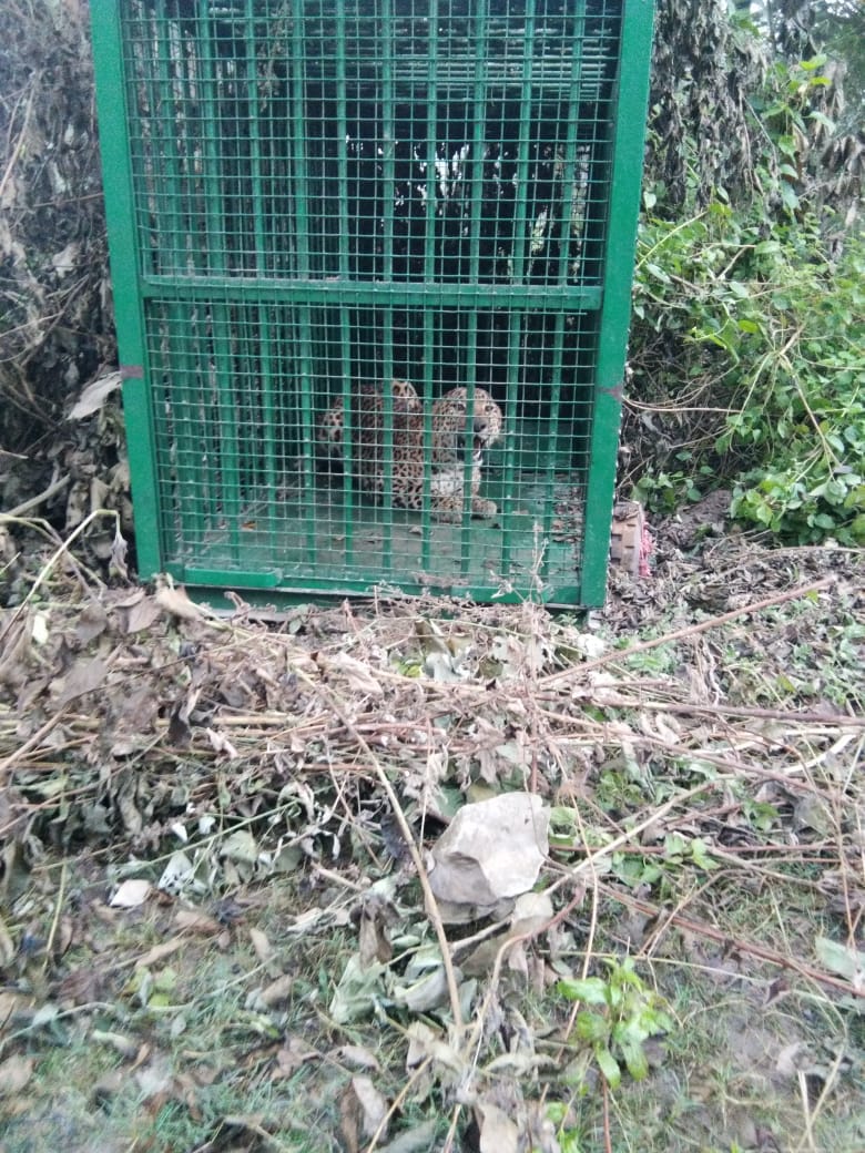 दहशत ! बाघ के बदले फंसा तेंदुआ