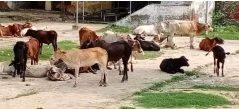 छुट्टा पशुओं से निजात दिलाने की उठी मांग