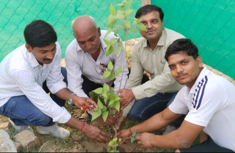 यादगार दिवसों पर अवश्य करें पौधारोपण, यादगार दिवसों पर अवश्य करें पौधारोपण