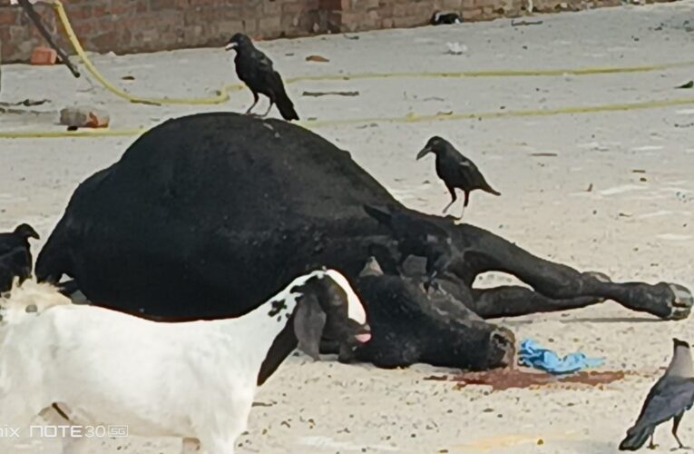 नागरिकों के विरोध पर रुका स्कूल में मृत गोवंश दफनाने का कार्य 
