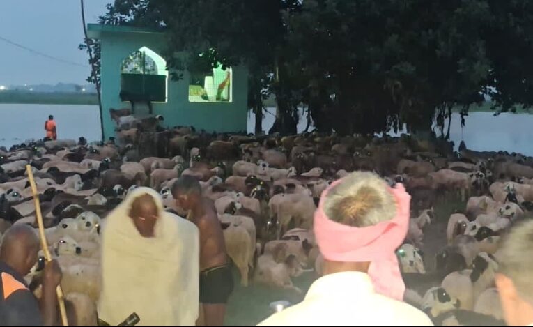 नदी के टापू पर फंसे 12 चरवाहों और 2000 से अधिक भेड़ों का हुआ रेस्क्यू 