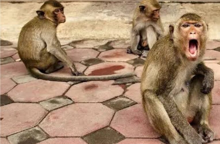 मनबढ़ बंदरों ने आठ वर्षीय बालक को किया लहूलुहान