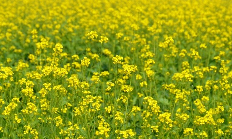 तोरिया बीज प्राप्त करने हेतु ऑनलाइन बुकिंग चालू